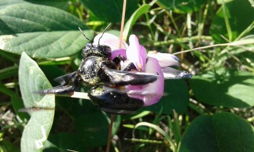 Réf. 254 102 : Xylocopa mordax
